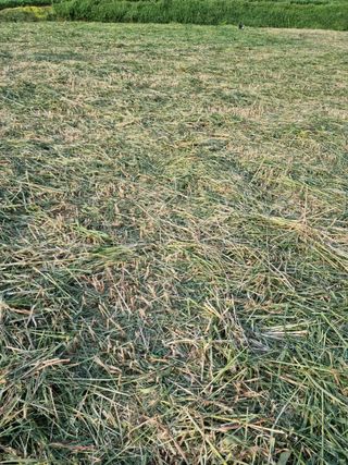 해바우님의 마늘 · 영농일지 작성글 사진