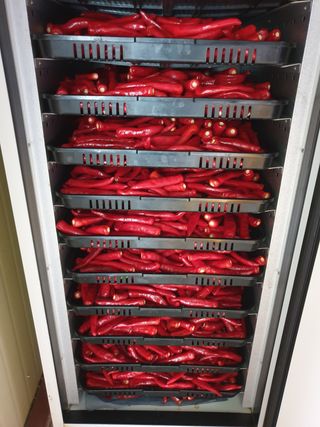 양파5749님의 고추 · 수확 작성글 사진