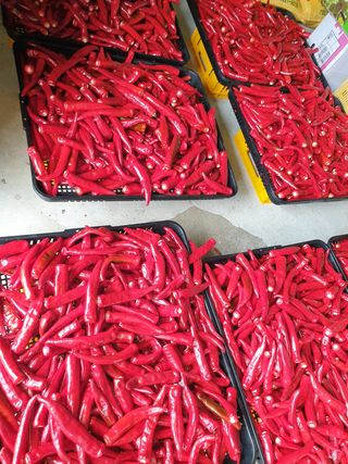 양파5749님의 고추 · 수확 작성글 사진