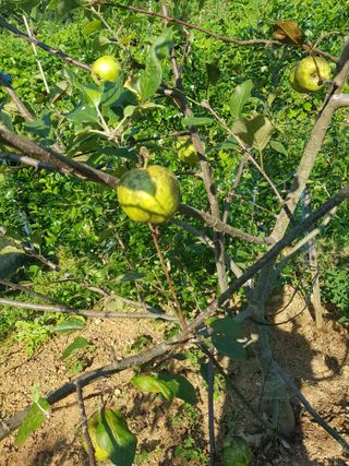 김건우님의 사과 · 병해충상담 작성글 사진