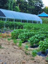 팜모닝 들깨·자유게시판 게시글 이미지