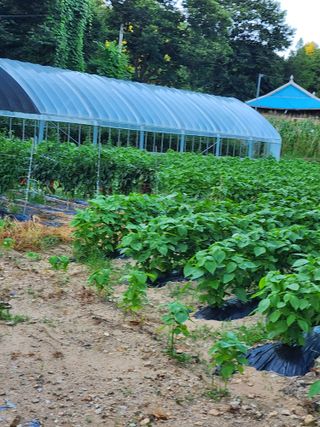 매실16290님의 들깨 · 자유게시판 작성글 사진