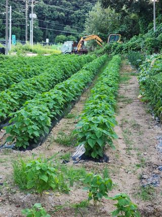 매실16290님의 들깨 · 자유게시판 작성글 사진
