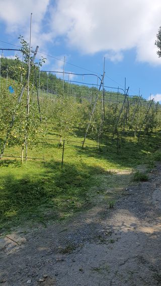 강혜원님의 감자 · 영농일지 작성글 사진