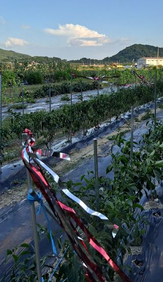 귀농2년/지성훈님의 고추 · 자연재해•동물피해 작성글 사진