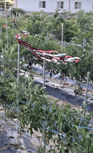 귀농2년/지성훈님의 고추 · 자연재해•동물피해 작성글 사진