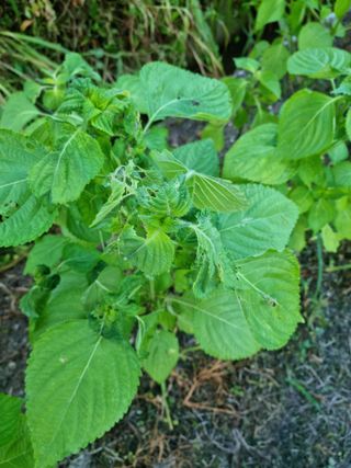 김현정님의 들깨 · 병해충상담 작성글 사진