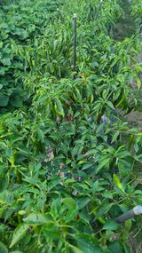 팜모닝 고추·병해충상담 게시글 이미지