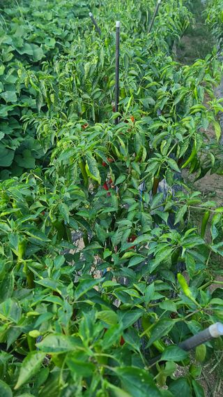 땅콩님의 고추 · 병해충상담 작성글 사진