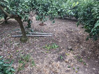 김형철님의 귤 · 영농일지 작성글 사진