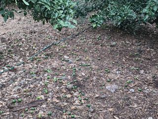 김형철님의 귤 · 영농일지 작성글 사진