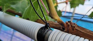 ♡ 예린농원 농장님의 포도 · 병해충상담 작성글 사진