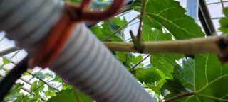 ♡ 예린농원 농장님의 포도 · 병해충상담 작성글 사진