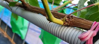 ♡ 예린농원 농장님의 포도 · 병해충상담 작성글 사진