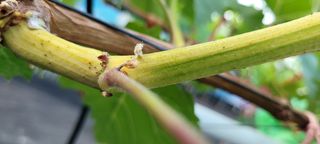 ♡ 예린농원 농장님의 포도 · 병해충상담 작성글 사진