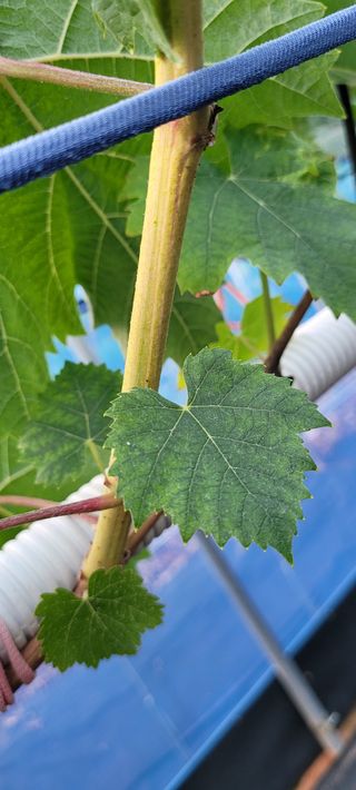 ♡ 예린농원 농장님의 포도 · 병해충상담 작성글 사진