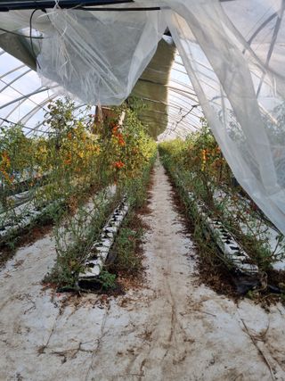 김갑태님의 토마토 · 수확 작성글 사진