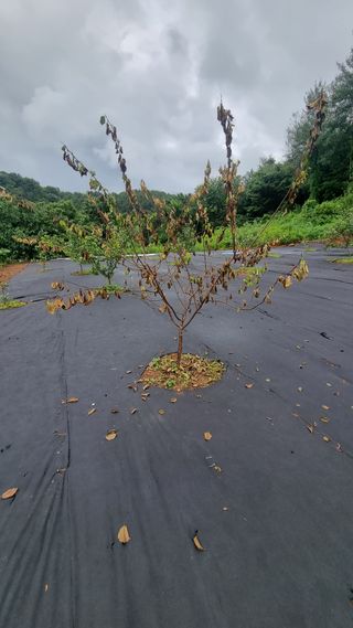 반도님의 기타작물 · 자유게시판 작성글 사진