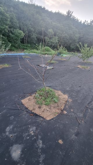 반도님의 기타작물 · 자유게시판 작성글 사진