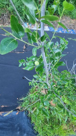 반도님의 매일매일 농사공부 · 자유게시판 작성글 사진