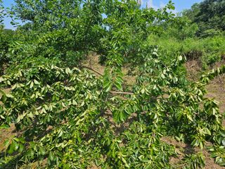 황종현님의 자두 · 영농일지 작성글 사진