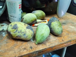 황종현님의 자두 · 영농일지 작성글 사진