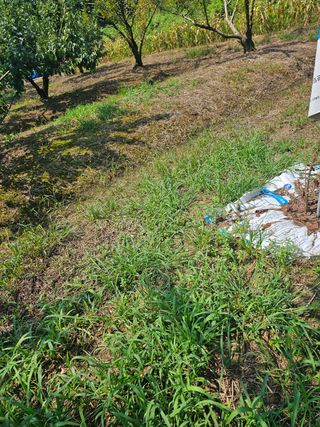 황종현님의 자두 · 영농일지 작성글 사진