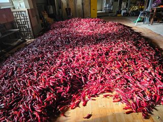 정용일님의 고추 · 저장•가공 작성글 사진