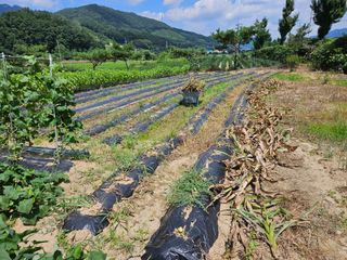마중물0715님의 참깨 · 자유게시판 작성글 사진
