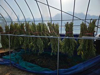 마중물0715님의 참깨 · 자유게시판 작성글 사진