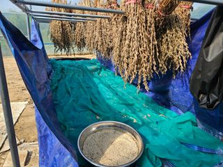 마중물0715님의 참깨 · 자유게시판 작성글 사진