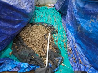 마중물0715님의 참깨 · 자유게시판 작성글 사진