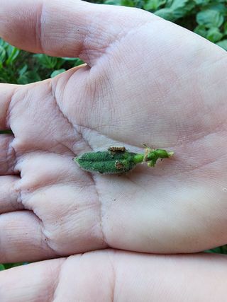김명규님의 참깨 · 자유게시판 작성글 사진