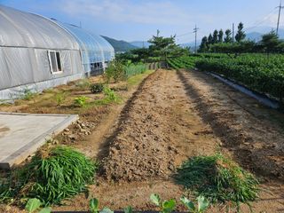 마중물0715님의 배추 · 토양준비 작성글 사진