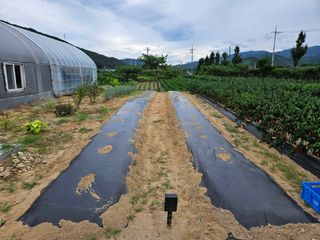 마중물0715님의 배추 · 토양준비 작성글 사진