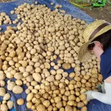 팜모닝 감자·영농일지 게시글 이미지