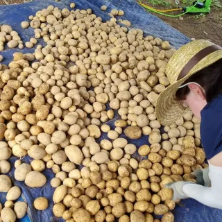 평창봄빛농장강수현님의 감자 · 영농일지 작성글 사진
