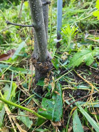 이근배님의 기타작물 · 병해충상담 작성글 사진