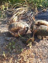 팜모닝 호박·병해충상담 게시글 이미지