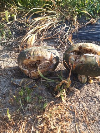 현경출님의 호박 · 병해충상담 작성글 사진