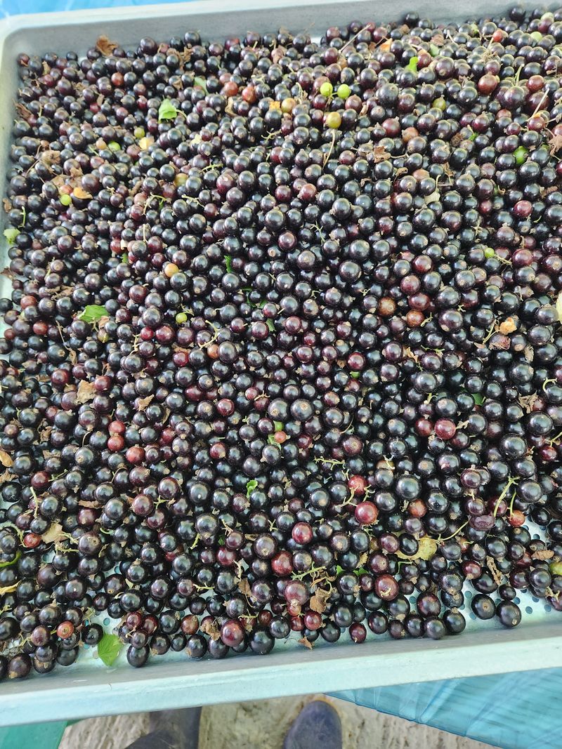 귀산촌님의 장터 판매 상품 [블랙커런트즙] 첨부 사진