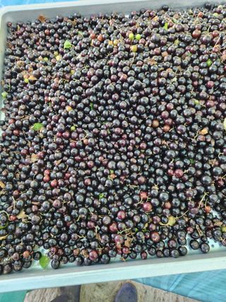 귀산촌님의 작성글 사진