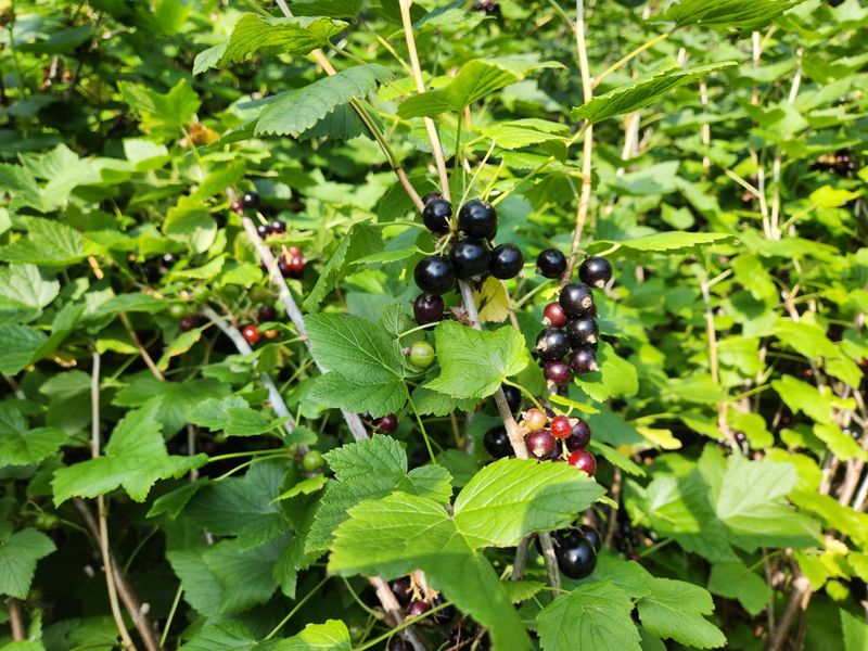 귀산촌님의 장터 판매 상품 [블랙커런트즙] 첨부 사진