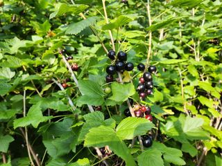 귀산촌님의 작성글 사진