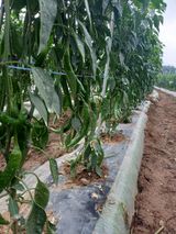 팜모닝 고추·병해충상담 게시글 이미지