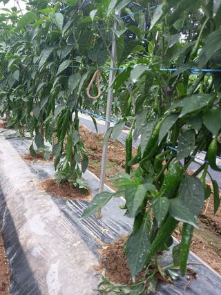 천년의사랑님의 고추 · 병해충상담 작성글 사진