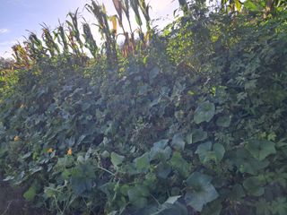 김기한님의 호박 · 자유게시판 작성글 사진