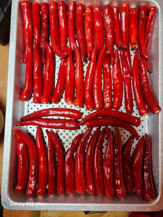 박해용(세건농장)님의 고추 · 수확 작성글 사진