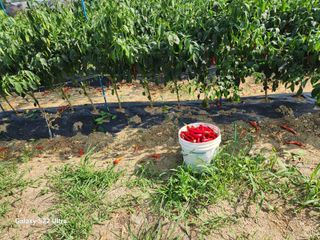 박해용(세건농장)님의 고추 · 수확 작성글 사진