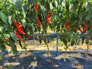 박해용(세건농장)님의 고추 · 수확 작성글 사진